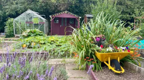 Bright lavender grows in the foreground of an allotment with a purple shed and a greenhouse in the background in front of thick trees. Much of the ground is taken up by plants with paved pathways between. A yellow wheelbarrow sits to the right filled with brightly coloured flowers.