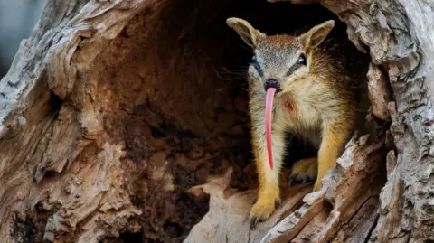 Getty A small striped numbat peers out from a hollow tree trunk, extending its long pink tongue used for feeding on termites.