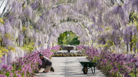 Andrew Matthews/PA Wire A horticulturist tends to the flower beds at RHS Wisley