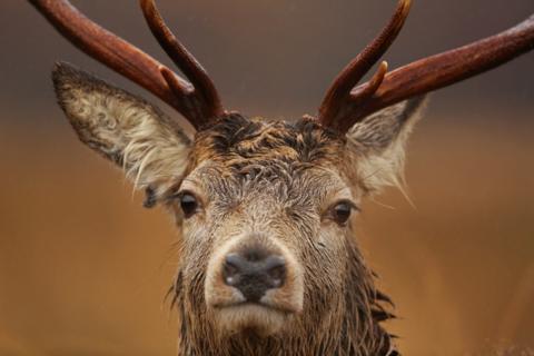 Red Deer closeup