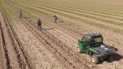 David Hoyles Three people are working in a brown field of small trees. A green agricultural buggy is in the foreground