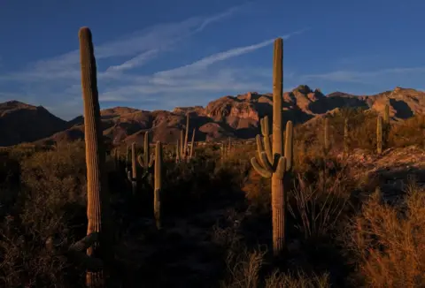 Getty Images Cactus plants litter the mountainous landscape