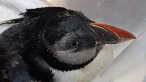 A weathered looking puffin with its black and white feathers and it's orange beak looking sorrowful. 