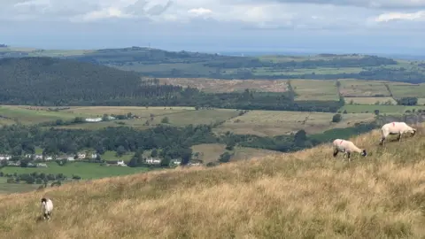 A general view of fields and sheep taken from Ling Fell in Cumbria.