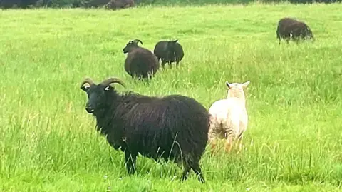 Four large black sheep with horns and a small white sheep in a field.