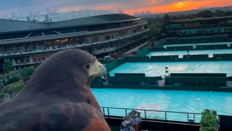 Donna Davis Rufus the Hawk looks out across the Wimbledon tennis courts