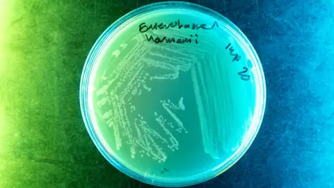 Imperial Una placa de Petri redonda con etiquetas escritas a mano en la tapa. En el interior, se pueden ver puntos en largas líneas onduladas que representan el crecimiento bacteriano. Todo está iluminado artísticamente: verde a la izquierda, azul a la derecha y una mezcla en el centro. 