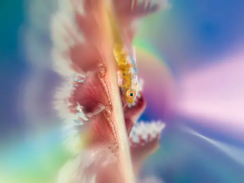 Ipah Uid Lynn A tiny goby perched on a delicate sea whip, taken in Romblon Island, Philippines, can be seen against a pale blurred background of mixed colours
