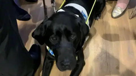 John Hardy A black dog sitting on the floor wearing a guide dog harness