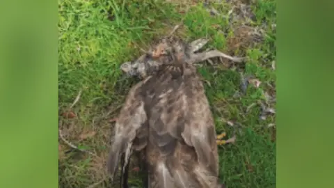 RSPB Investigations Buzzard