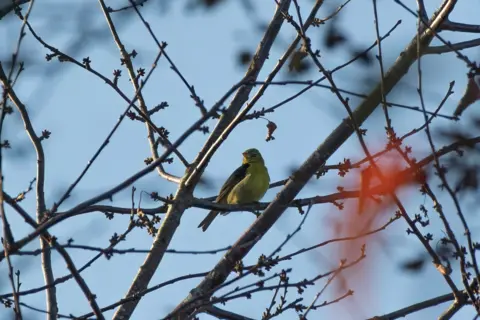 Matt O'Sullivan Scarlet tanager, a yellow-green bird, hidden amongst histrion   branches.