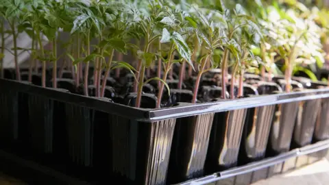 Getty Images Seed pots