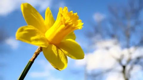 Reuters A daffodil