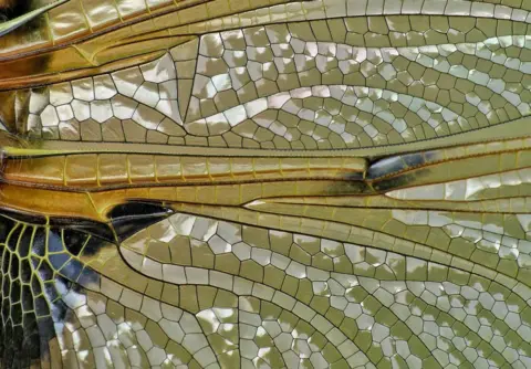 Sean Clayton Dragonfly wings