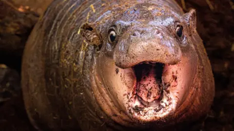 Grey baby pygmy hippo, with mouth open and wide-eyed, looking at camera.