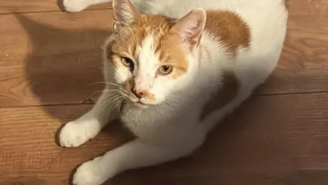 Image of a ginger and white cat, lying down on a wooden floor and looking up at the camera.