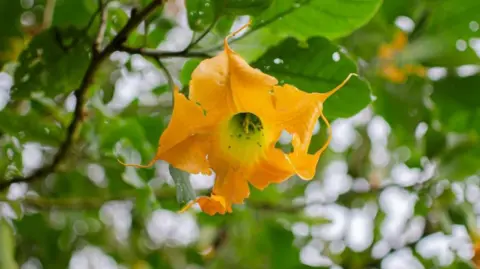 Uma flor amarela e laranja crescendo em uma árvore na Colômbia.