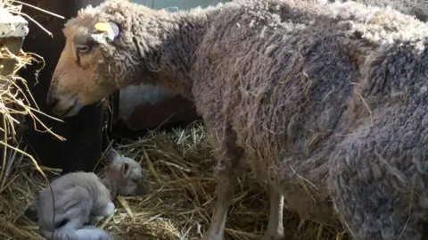 Pembrokeshire Council A ragged looking sheep standing over a lamb that is lying down in the hay.