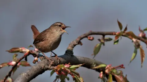 Lincolnshire Wildlife Trust Shot of a wren perched on a tree. The bird's feathers are various shades of brown. The buds on the tree are flowering. 