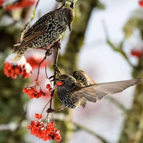 Jade Kilbride Two brown and speckled starlings on a thin branch, with one with its wings outstretched having a red berry in its beak, and other bunches of red snow-covered red berries in shot. 