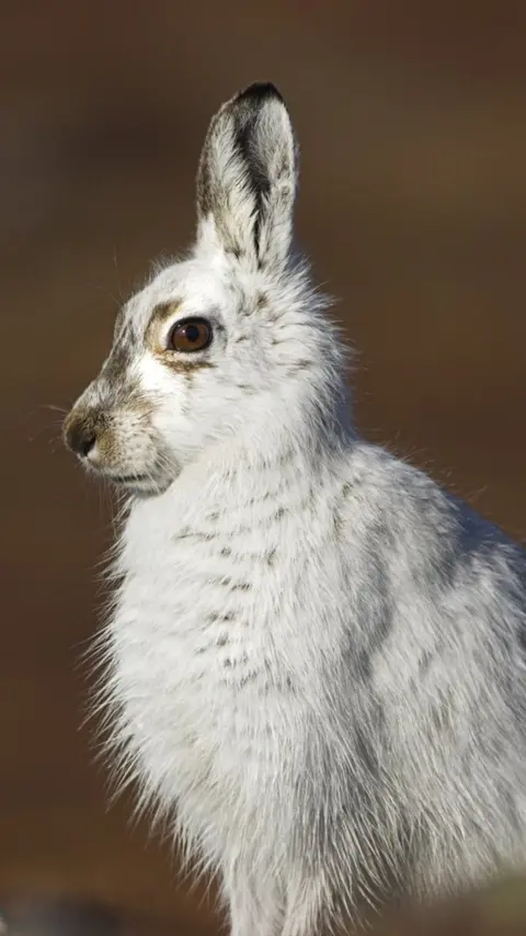 Science Photo Library A mountain hare with white fur