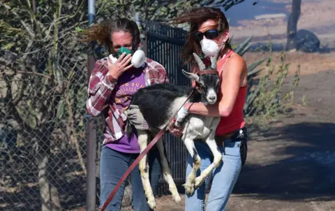 Getty Images Two women wearing protective masks carry a small goat