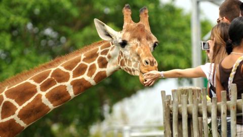 Visitors to a zoo reach out to a giraffe.
