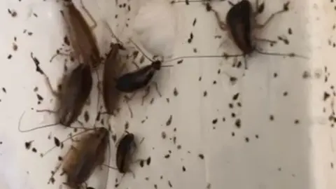 Small and big brown cockroaches on a white wall. 
