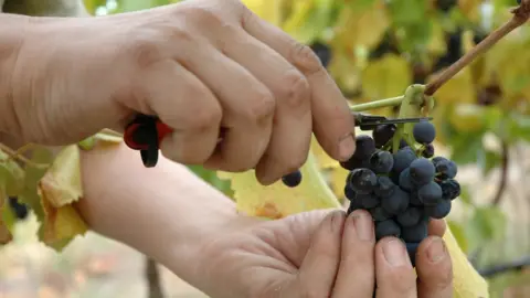 Getty Images A generic image of hands picking wine grapes for harvest