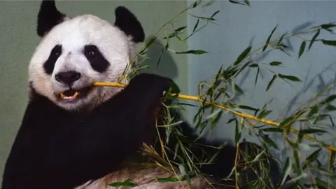 Getty Images Tian Tian was artificially inseminated in April