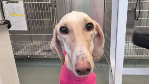 RSPCA Peanut is in a kennels and is wearing a pink jumper and looking directly into the camera. She has large brown eyes and long ears hanging down the side of her head. She has light brown and white fur, which is very thin - like her body.