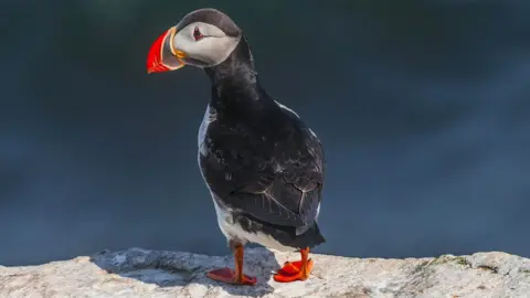 Getty Images Puffin on Grimsey