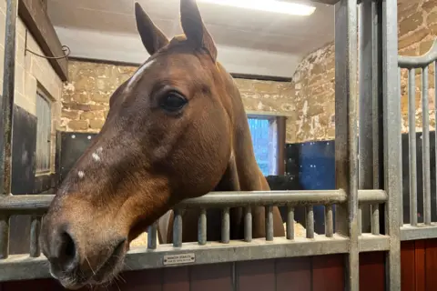 A horse popping his head over his paddock gate.