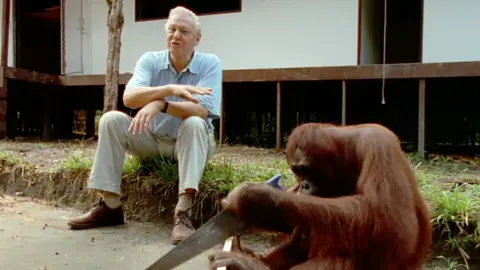 Attenborough sitting outdoors beside an orangutan in the foreground, as he explains how she can use a saw to cut wood