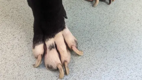 RSPCA Image shows a dog's paw on a hospital floor. The fur is black and white, and the claws are long and curled at the ends. 