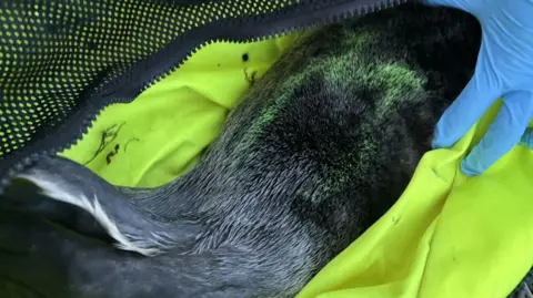 RSPCA A picture of a seal with a spray mark on it. It is held in by someone with a blue glove.