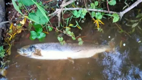 Ross-on-Wye Angling Club Dead fish