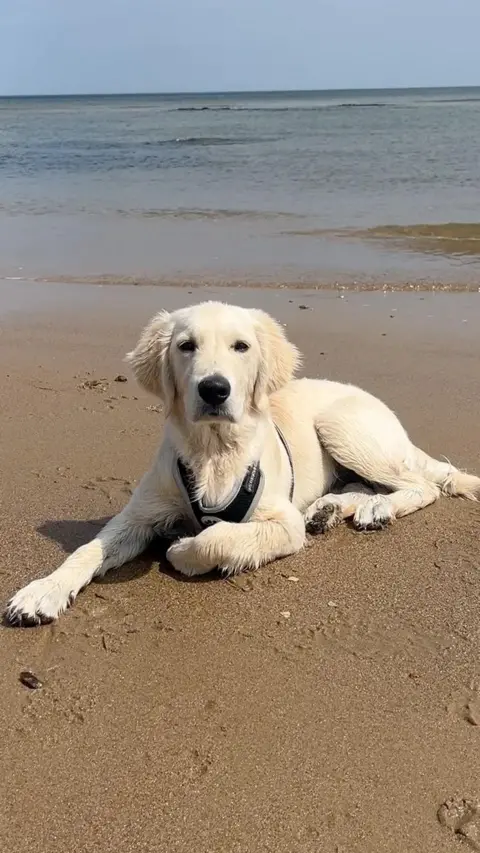 Golden dog lying on a sandy beach
