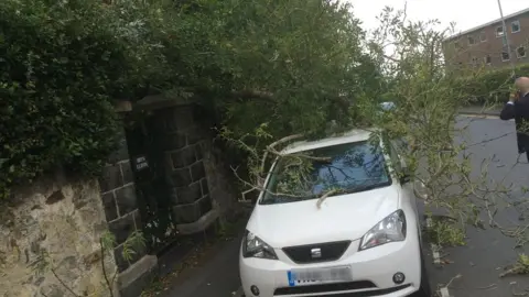 Christopher Dearden Tree on car