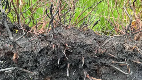 Burned vegetation roots remain after the fire. There is green grass in the background.