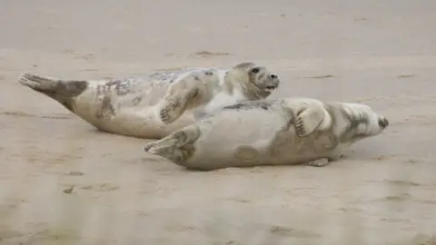 Julia Walshaw Seal pups at Horsey beach, Norfolk