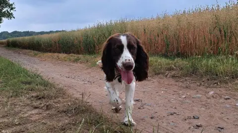 A dog with its tongue out walks along a country lane between fields of crops.