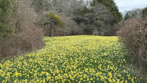 The image shows a field of wild daffodils stretching into the distance. Bare trees and bushes can be seen either side and at the edge of the picture.