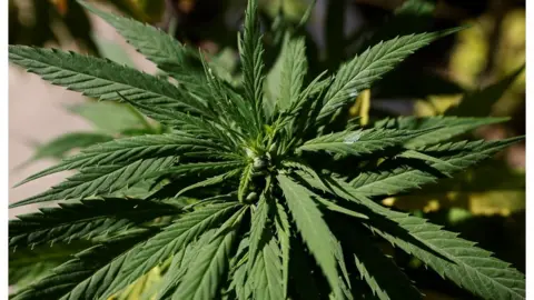 Reuters A cannabis flower