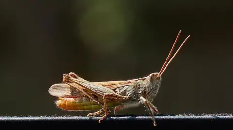 Cob / BBC Weather Watchers A brownish grasshopper standing on a horizontal pole