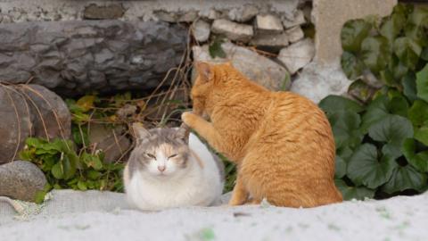 Cats chatting.
