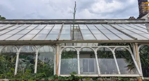 Birmingham Botanical Gardens A large greenhouse with plants seen through the paned windows and a tall green plant emerging from the roof