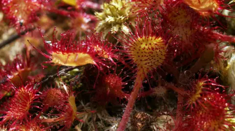 Cumbria Wildlife Trust The sundew plant - a carnivorous plant that has sticky leaves and traps small insects and then dissolves them to use their nutrients. The sticky tendrils are red with a yellow head.