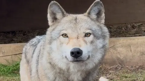 A wolfdog looks at the camera. The animal is sitting outside with grass visible