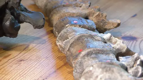 Dark grey fossilised bone fragments which make up a spine are laid out on top of a pine kitchen table